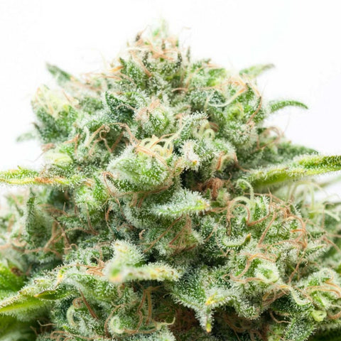 Cannabi-Seeds-Samen-Diesel-Automatic-feminisert-
